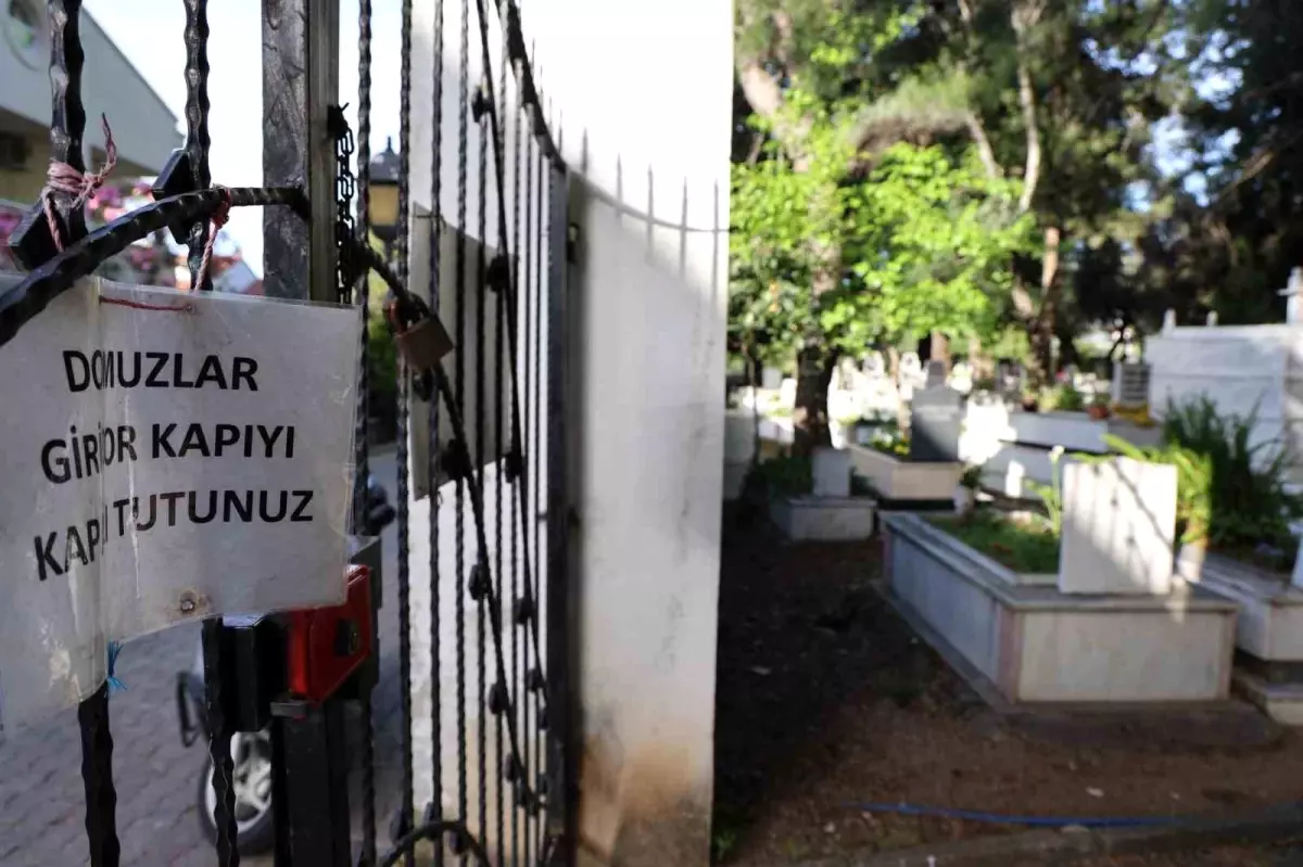 Marmaris\'te Yaban Domuzu İstilasına İsyan: Mezarlıkları Tahrip Ediyorlar