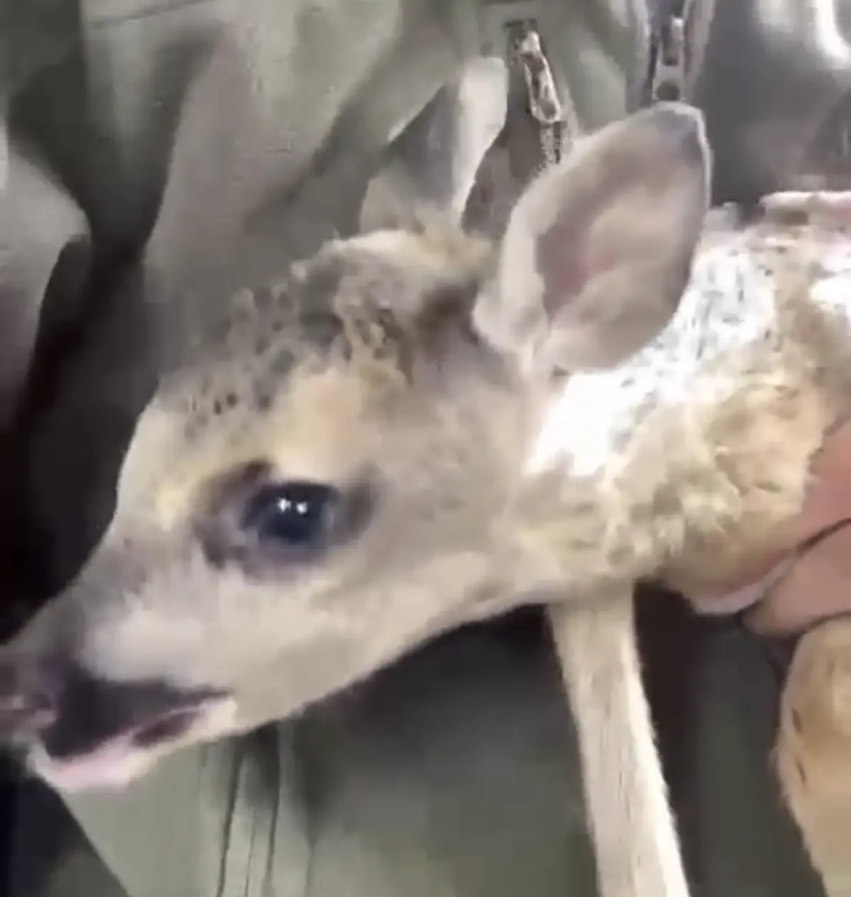 Yavru Karaca Annesiyle Buluştu