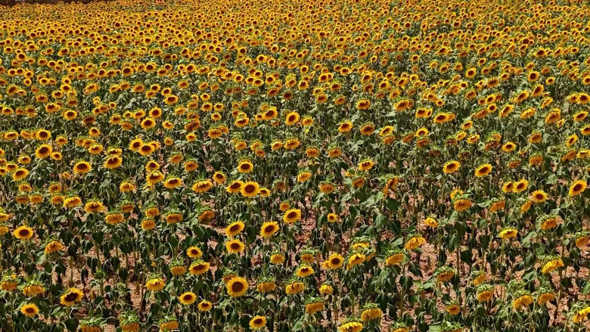 Adana\'daki Ayçiçekleri Göz Kamaştırıyor