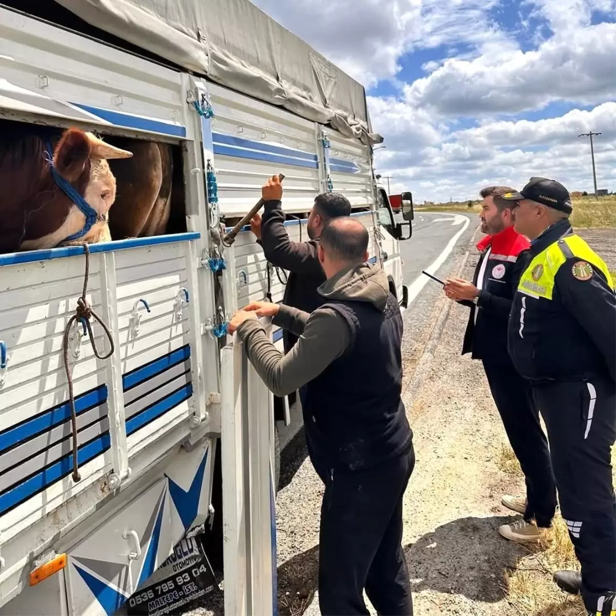Trakya\'da Yasa Dışı Hayvan Sevkiyatı Engellendi