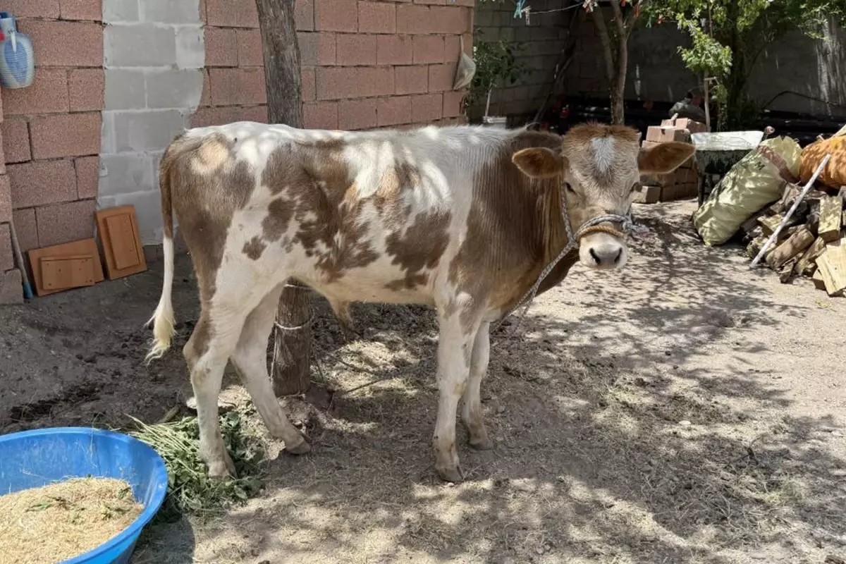 3 aylıkken ahırdan kaçtı, Kurban\'a günler kala yakalandı