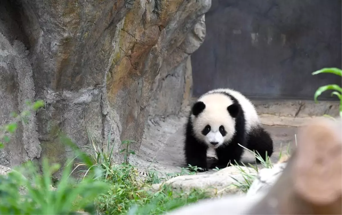 Hong Kong\'da İlk Dev Panda Yavruları