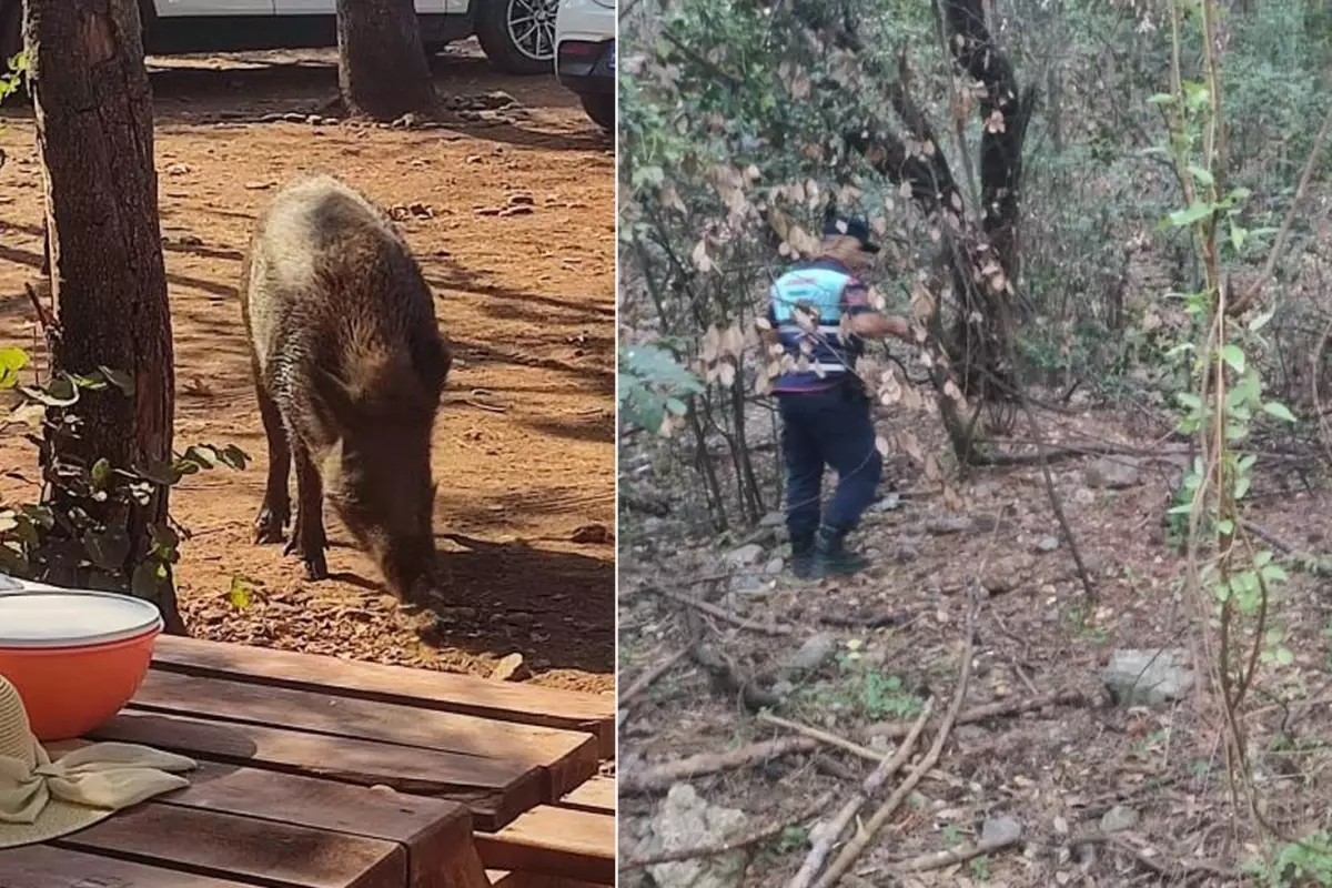 Resmen evcil hayvan oldular! Denize giren kadının eşyalarını domuz çaldı