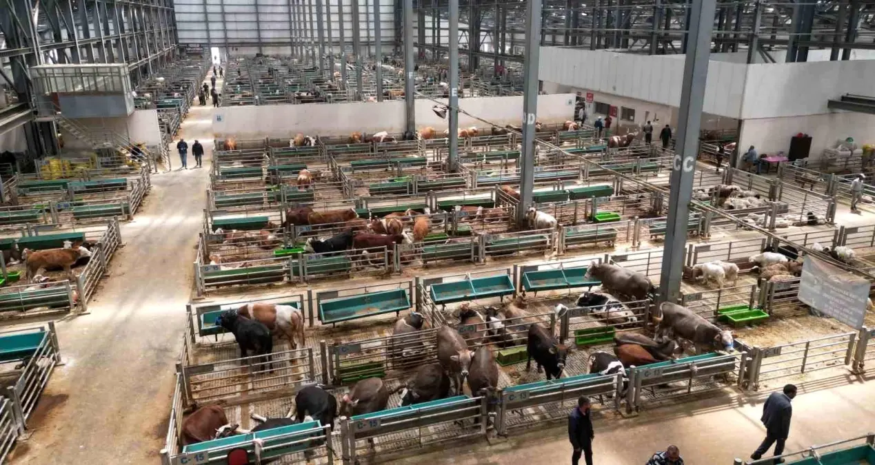 Doğu Anadolu Canlı Hayvan Borsası Erzurum\'da Umut Işığı Oldu