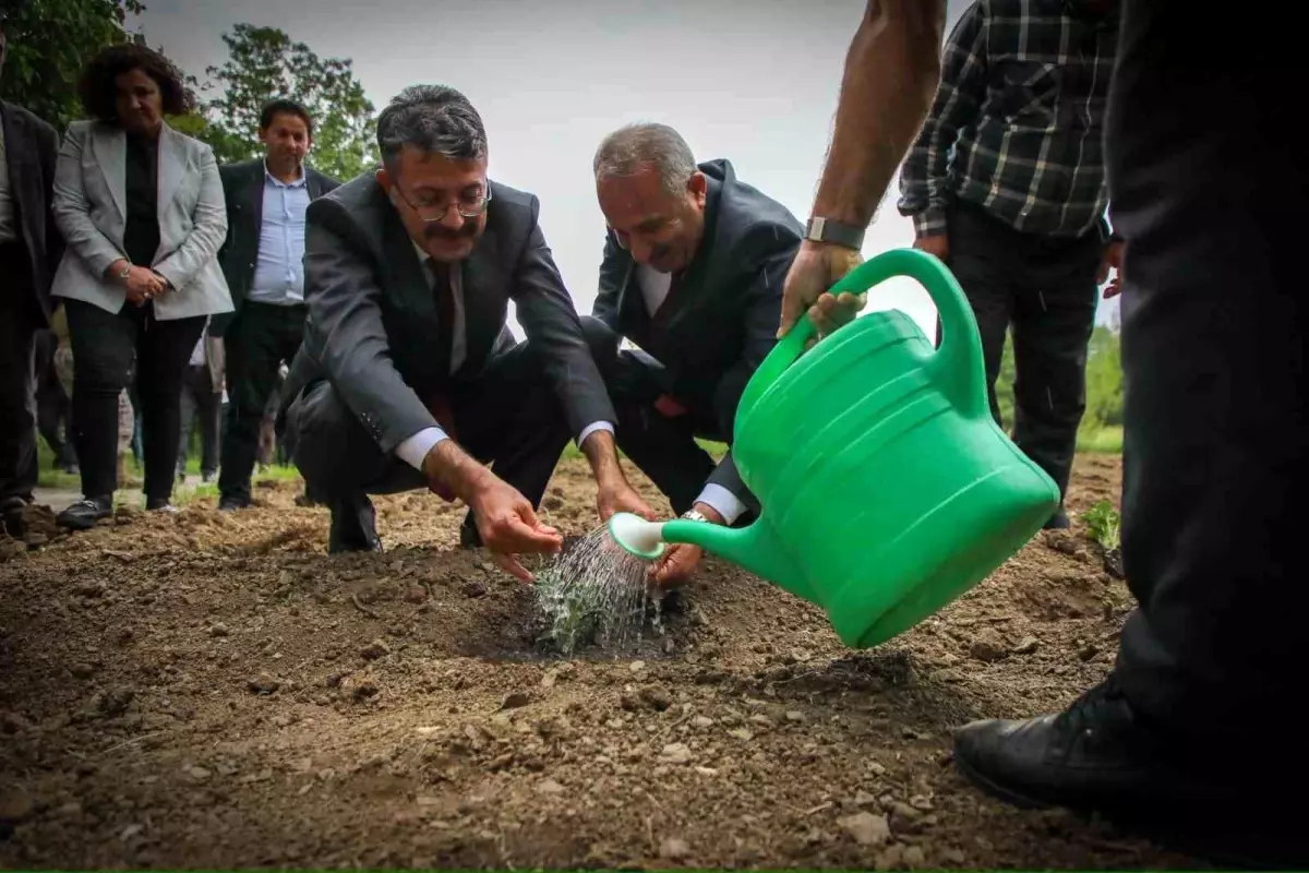 Hakkari\'de Fide Dağıtımı ve Yeşertme Projesi