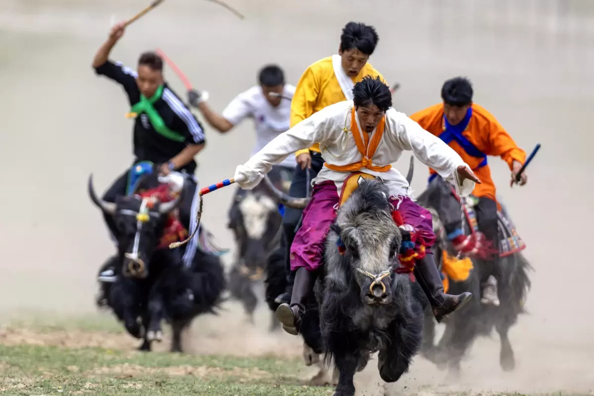 Lhasa\'da Geleneksel Tibet Sığırı Yarışı