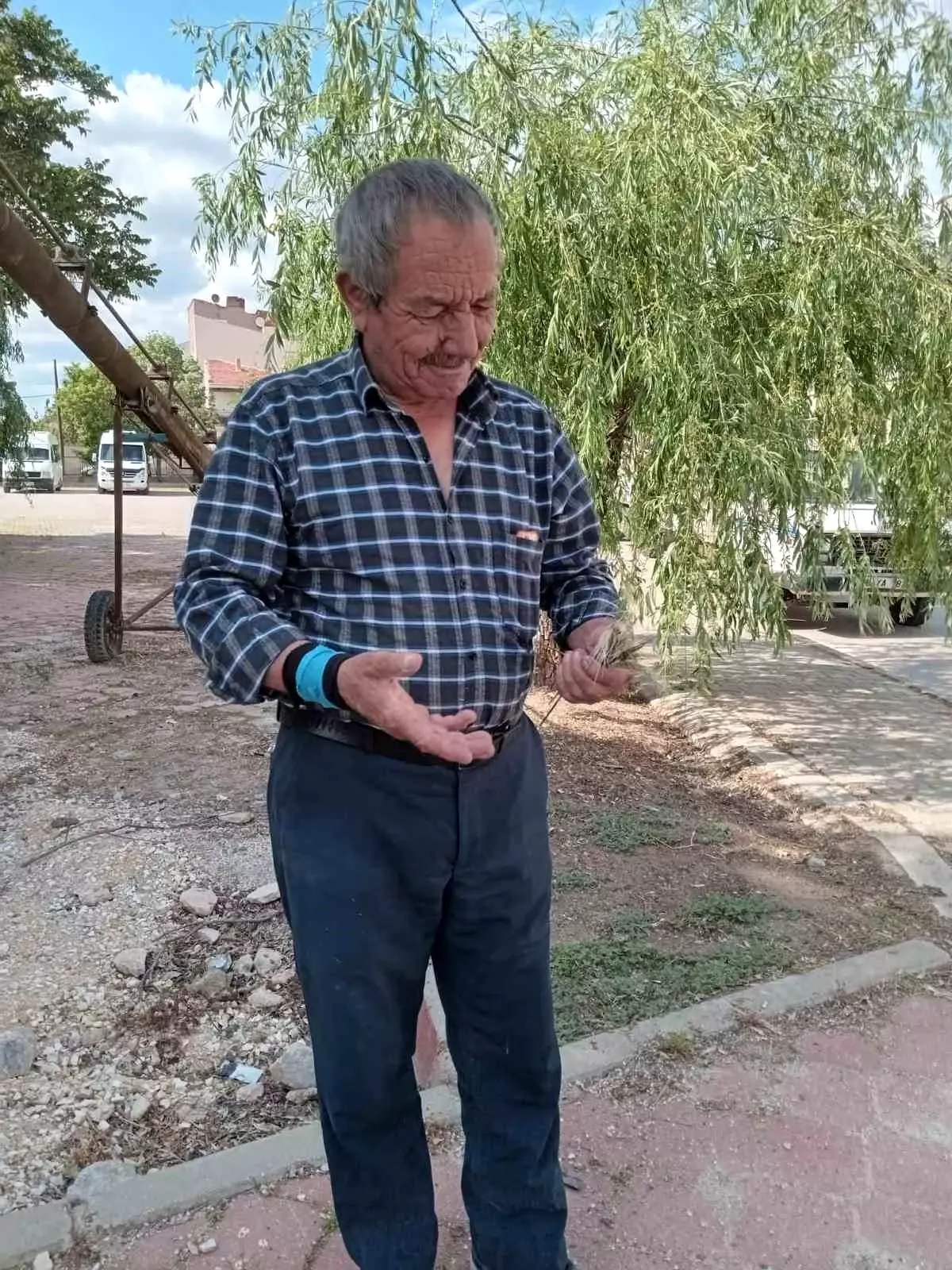 Mihalıççık\'ta Zirai Don Zararları