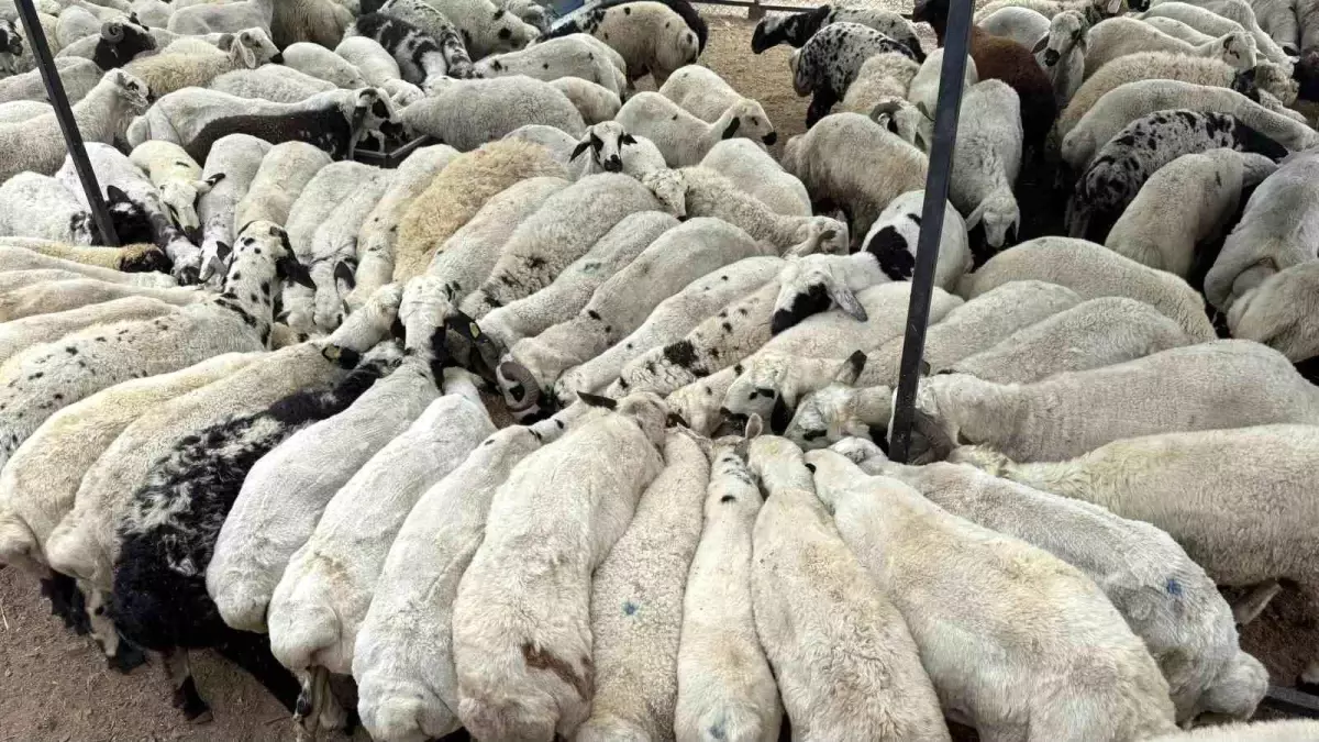 Kurbanlık Alırken Dikkat!