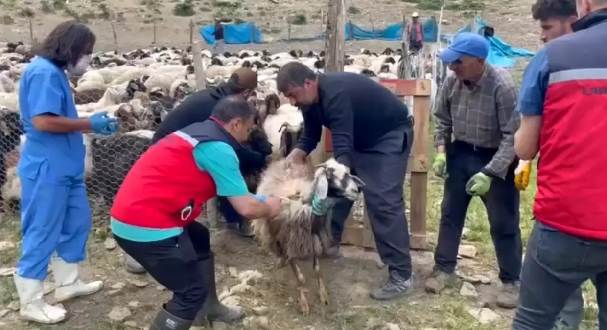 Yüksekova\'da Şap Aşısı Seferberliği