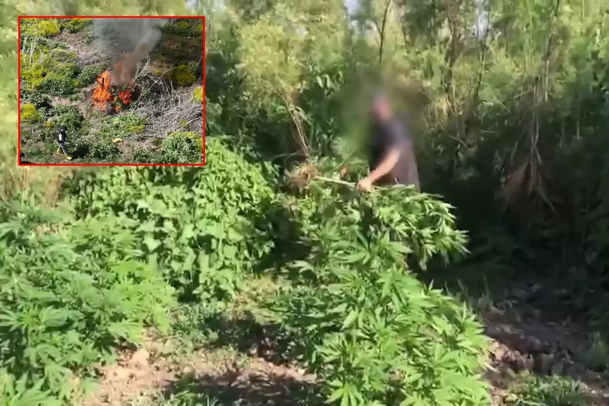 Dicle Nehri kenarına ekilen 100 milyon TL değerinde kenevir imha edildi