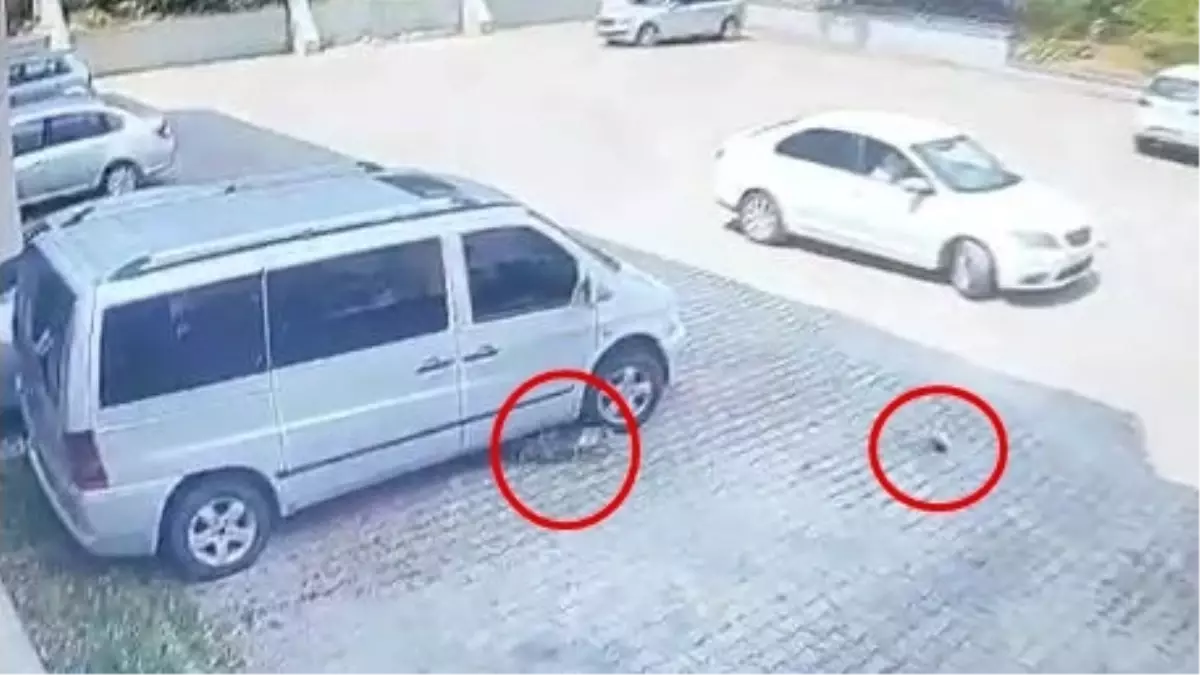 Bursa\'da Aracın Altında Kedi Ezildi