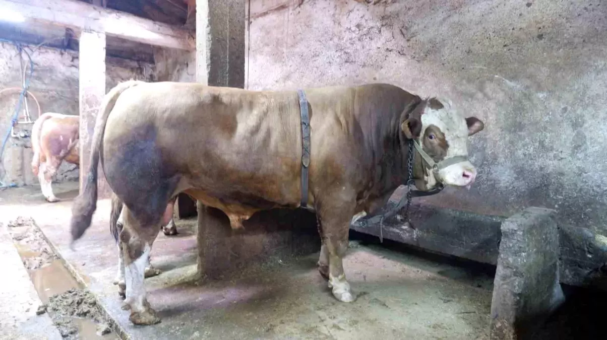Kurban Pazarı Hareketlendi