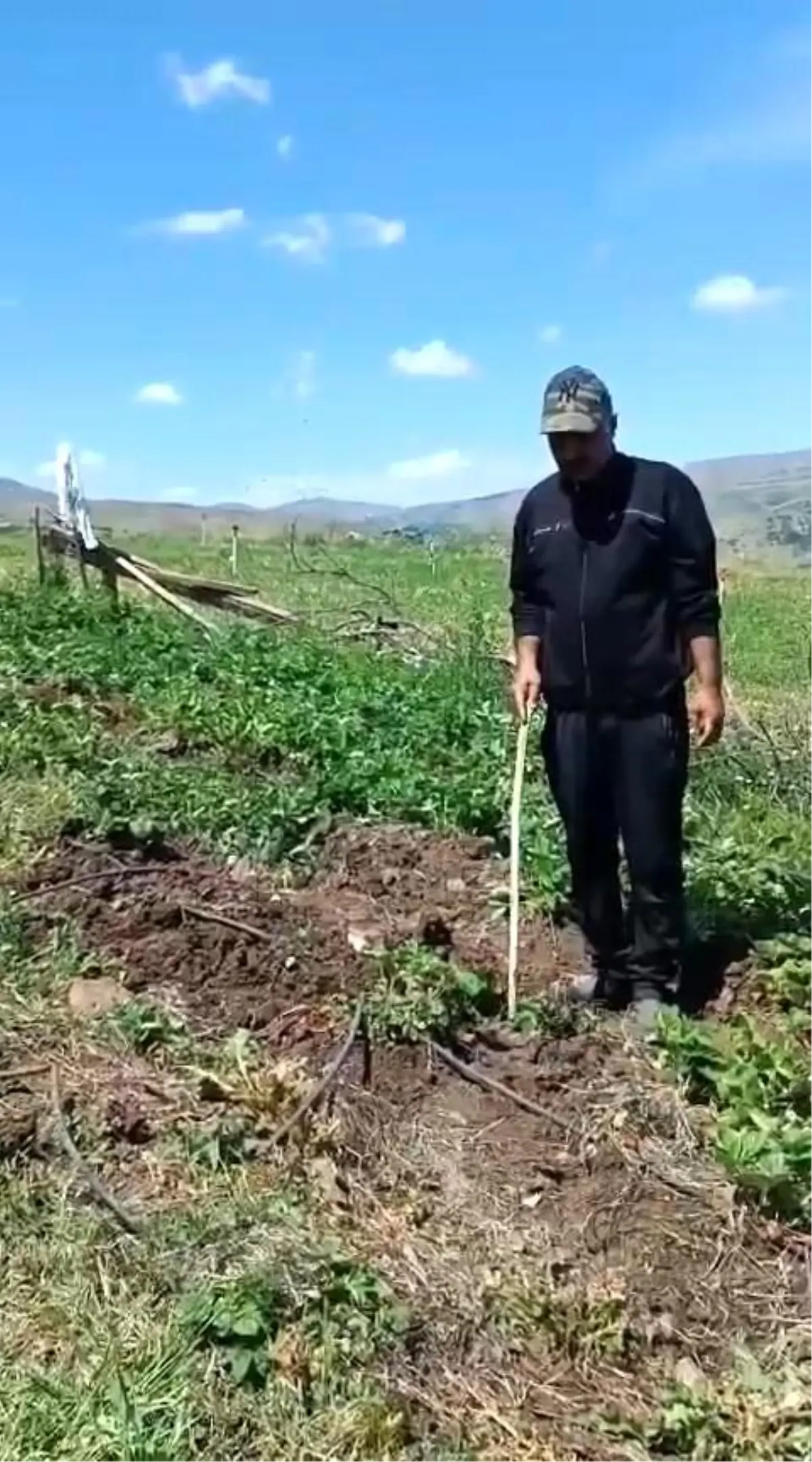 Elazığlı Çiftçi Domuzlara Sitem Etti