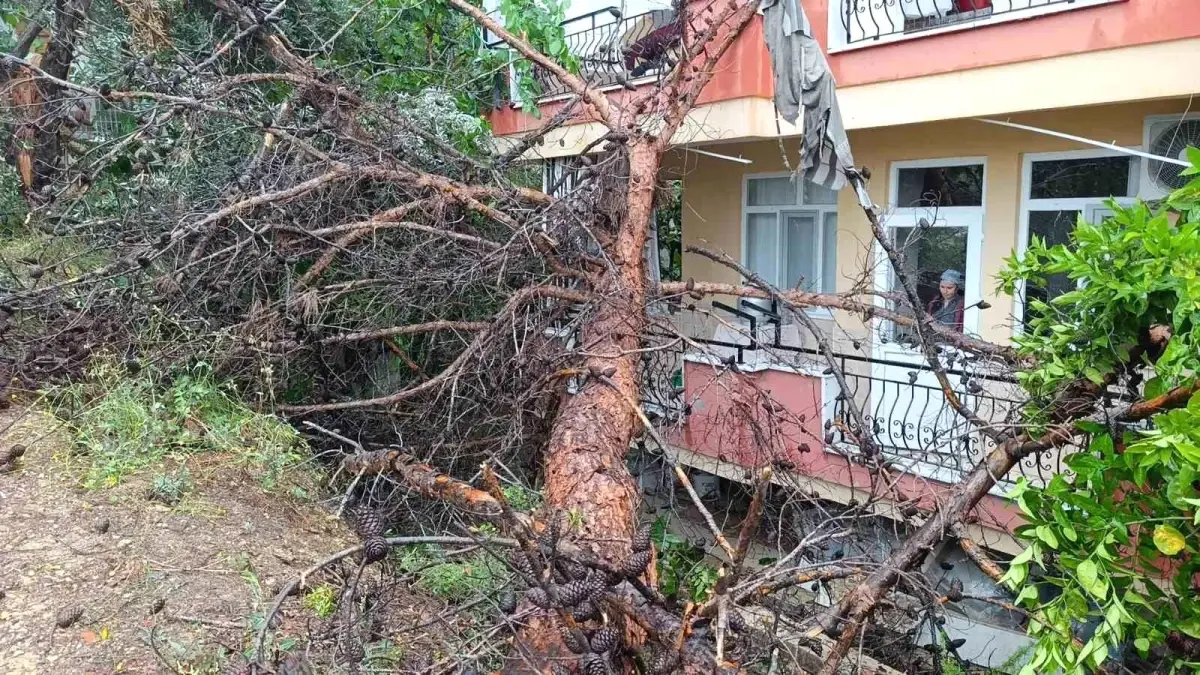 Kuru Ağaç Binaya Devrildi, Can Kaybı Yok
