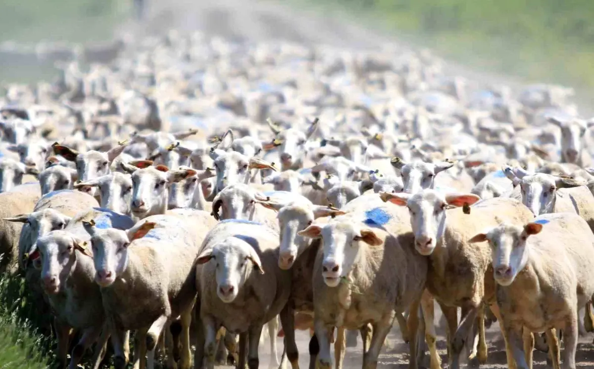 Karacabay Tarım İşletmesi\'nde Koyunculuk Faaliyetleri