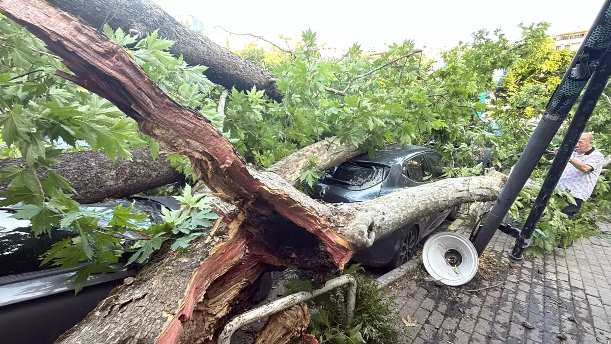 150 Yıllık Ağaç Park Halinde Araçların Üzerine Devrildi