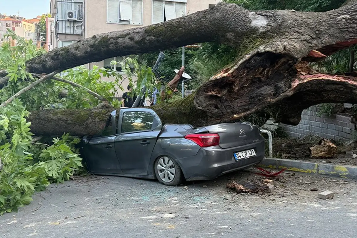 Beşiktaş\'ta 150 yıllık ağaç üç aracın üzerine düştü