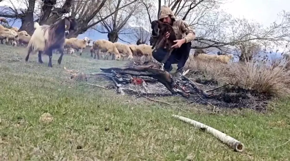 Çoban Oğlağı Doluya Karşı Kurtardı