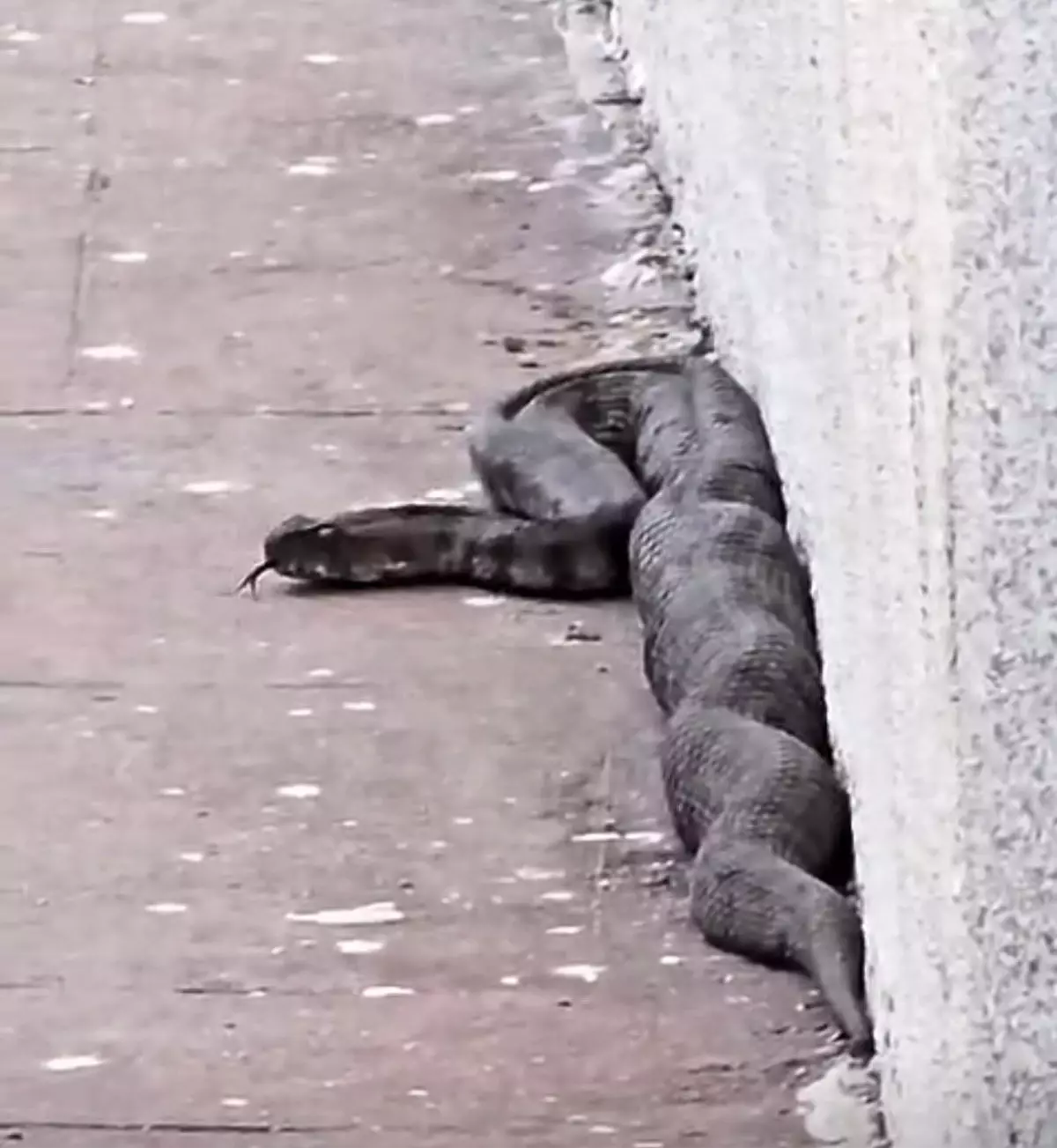 Gaziantep\'te Yılan Panic Yarattı