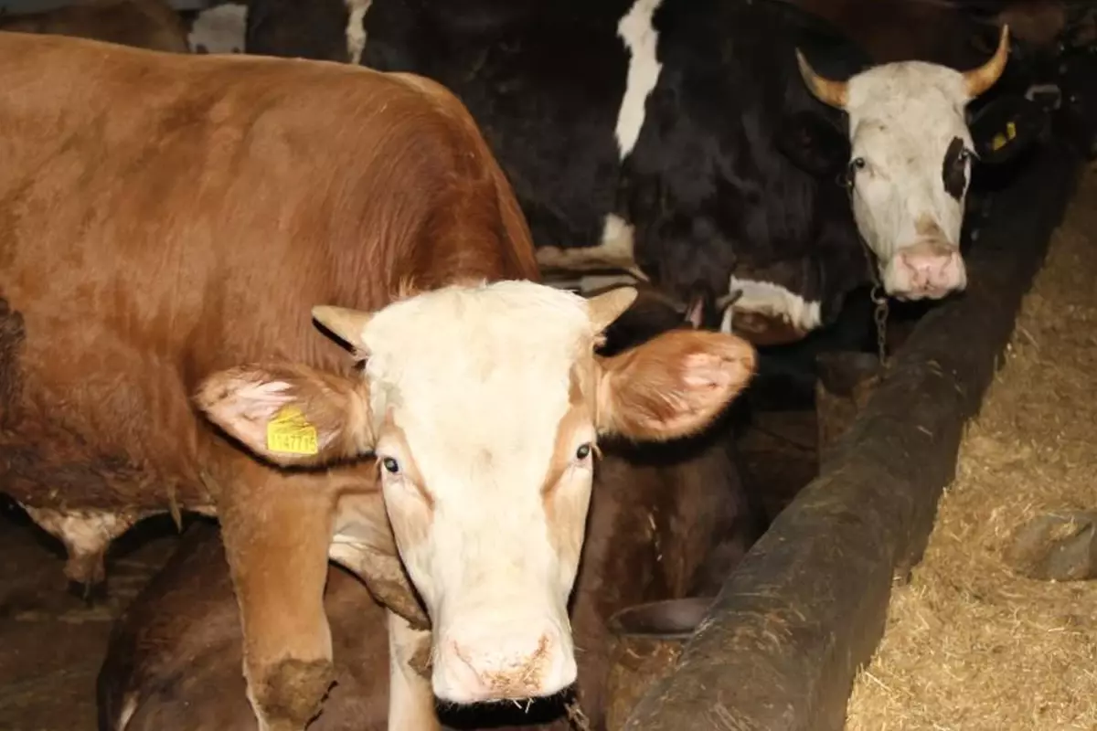 Kurban Bayramı\'nda berberler bile bu işe giriyor! 63 bin TL cezası var