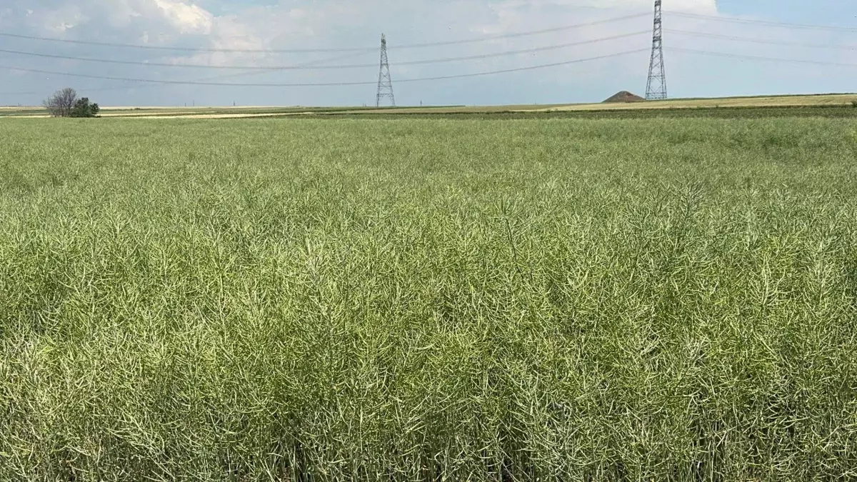 Tekirdağ\'da Tırtıl Tedirginliği