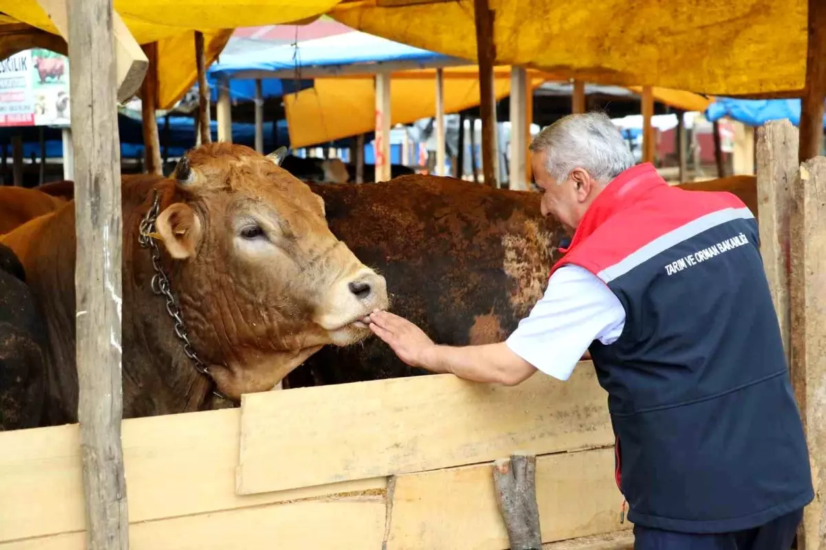 Kurban Bayramı Öncesi Hayvan Satışı Denetimleri