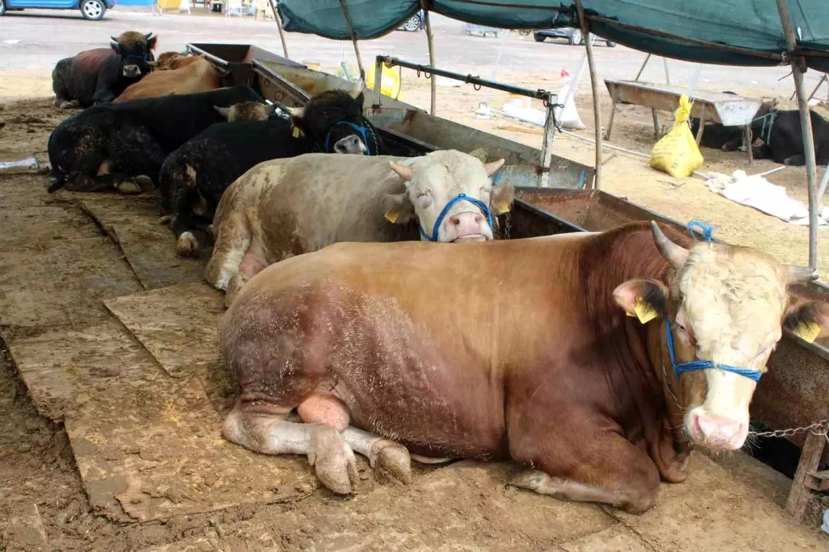 Kayseri\'de Kurban Pazarı Hareketlendi