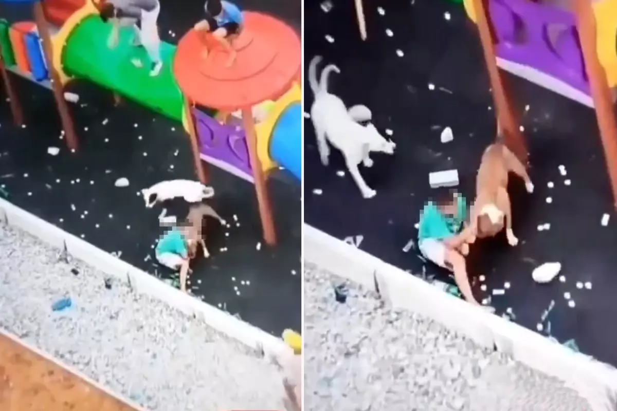 Sokak köpekleri parkta oynayan küçük çocuğa saldırdı