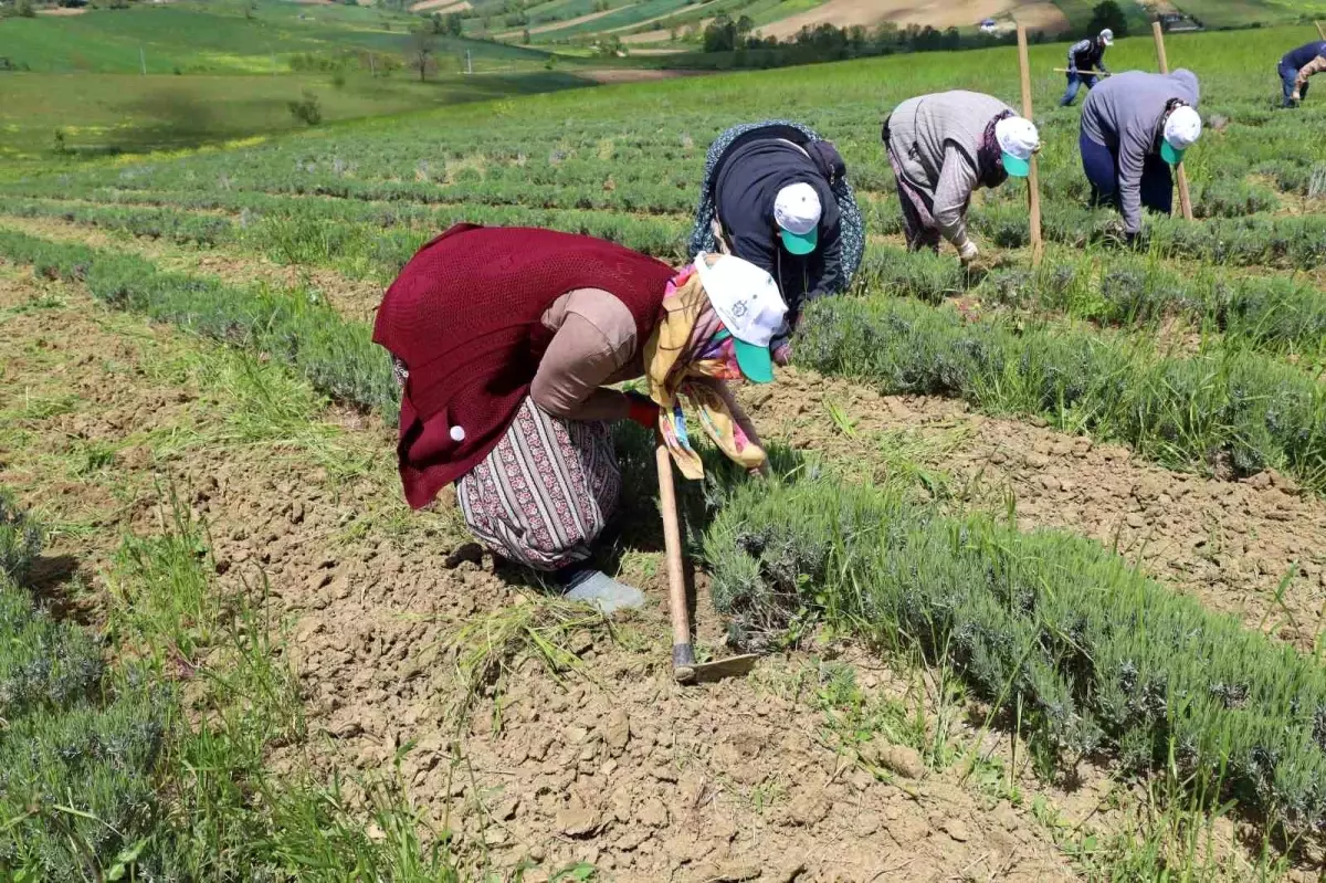 Kocaeli\'de Tıbbi ve Aromatik Bitkiler Projesi Hasat Öncesi Bakım Aşamasında