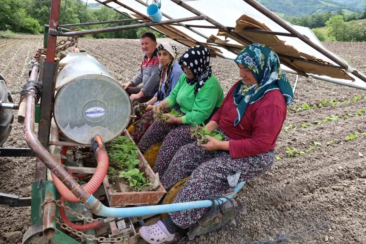 Bafra\'da Tütün Dikimi Başladı