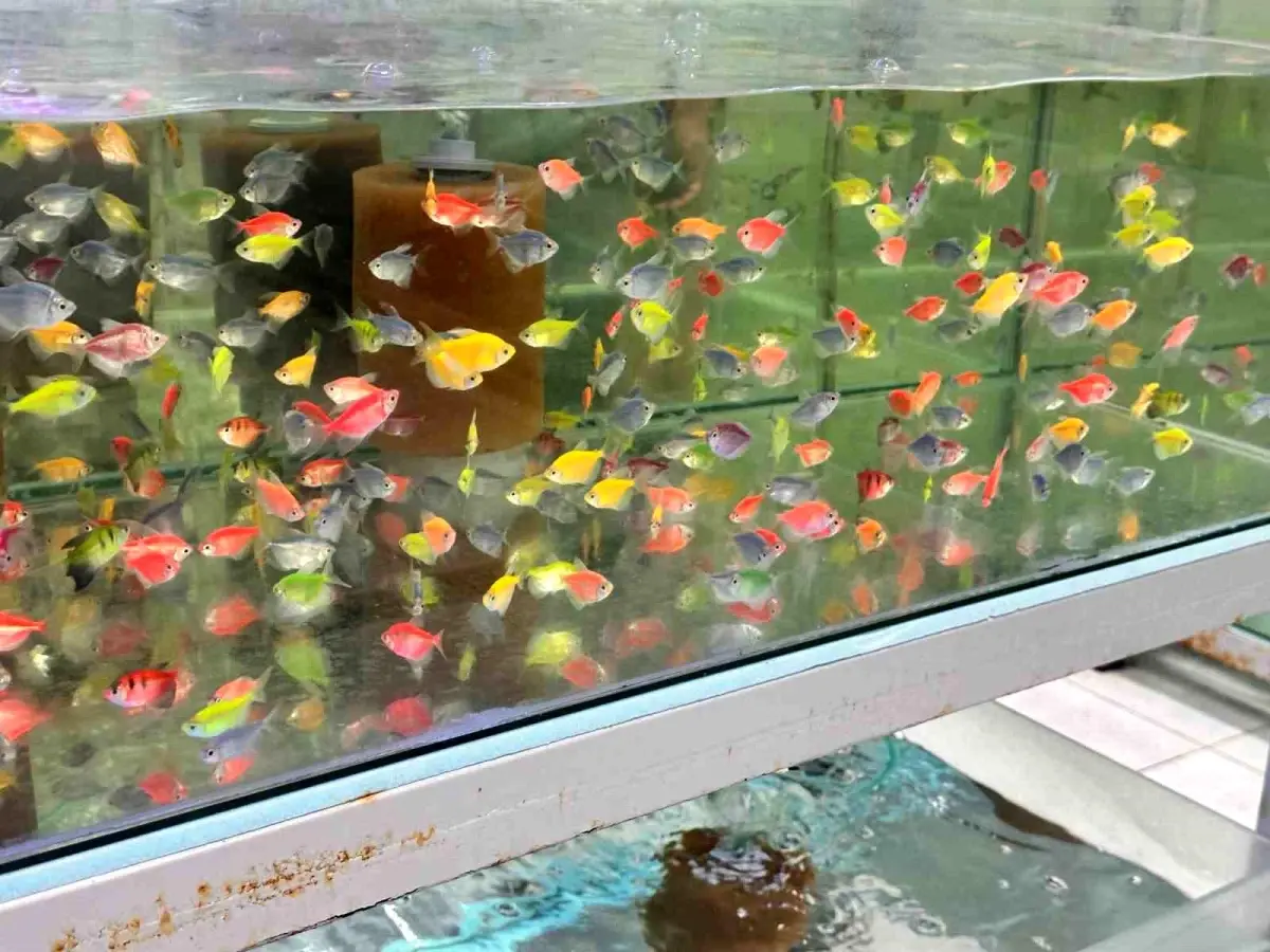 Akvaryum Hobisinde Dikkat Edilmesi Gerekenler