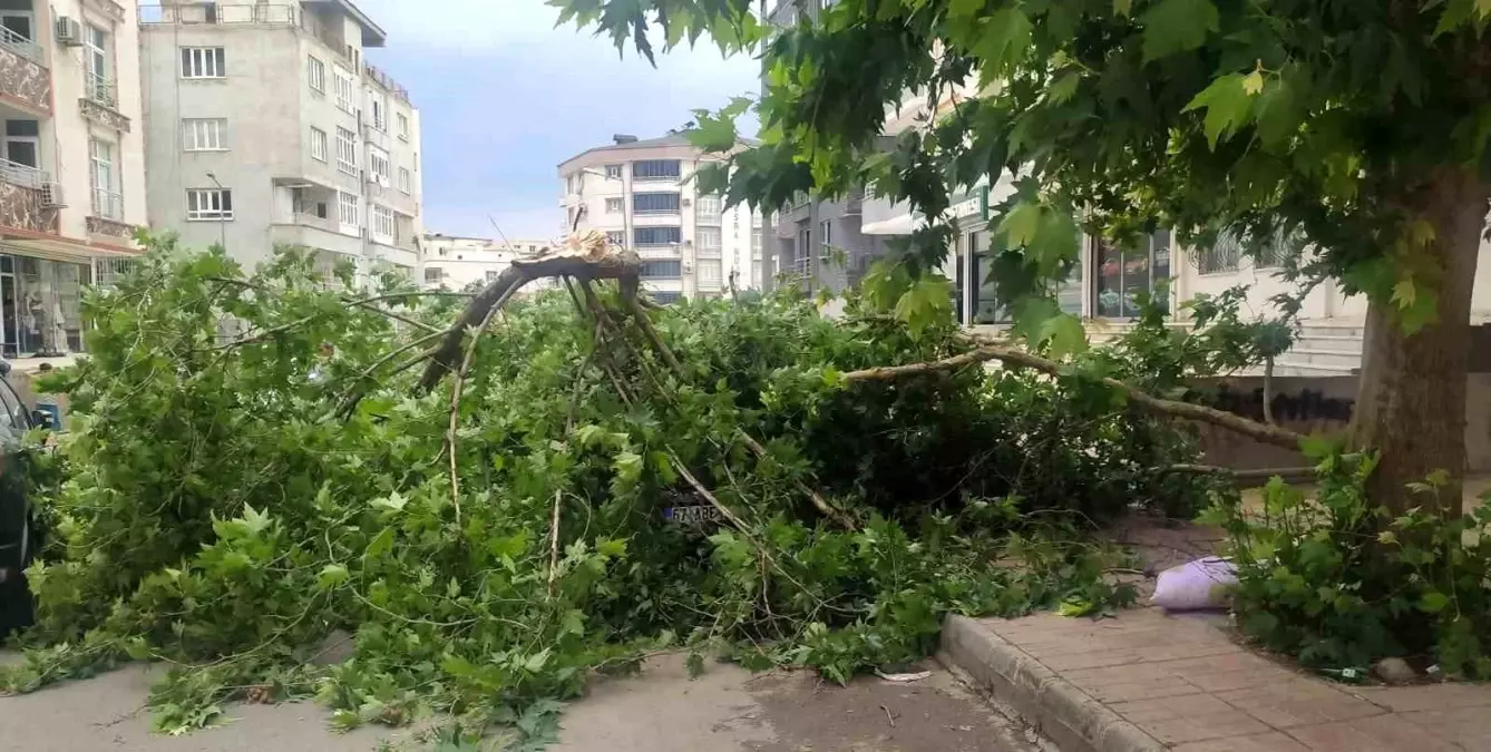 Batman\'da Rüzgar Ağaç Devrildi, Araç Hasar Gördü