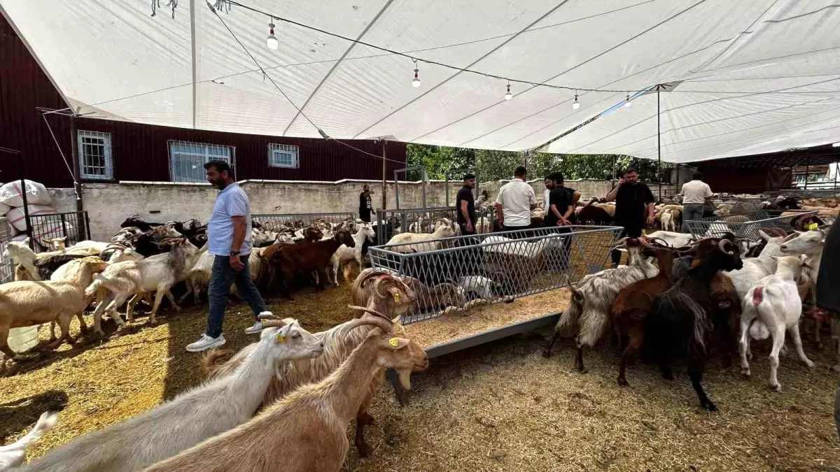 Kurban Pazarı Hareketli