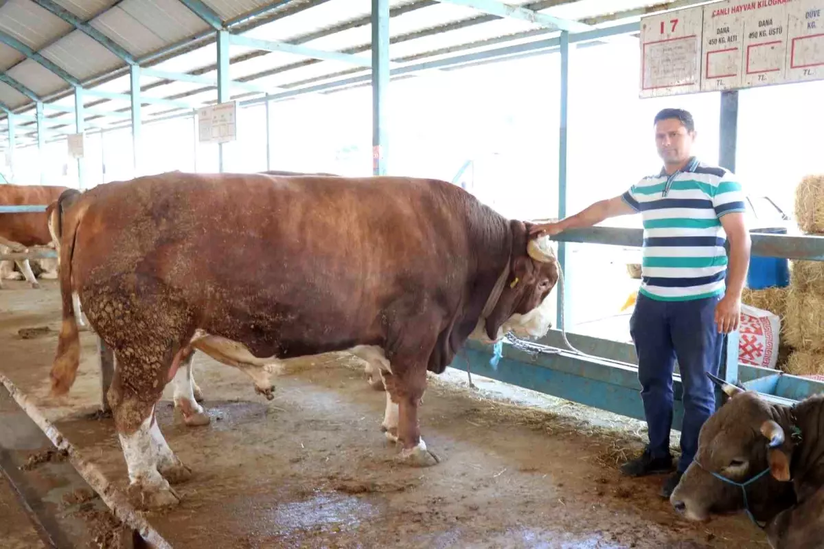 Denizli\'de Kurban Pazarında En Büyük Tosun Satıldı