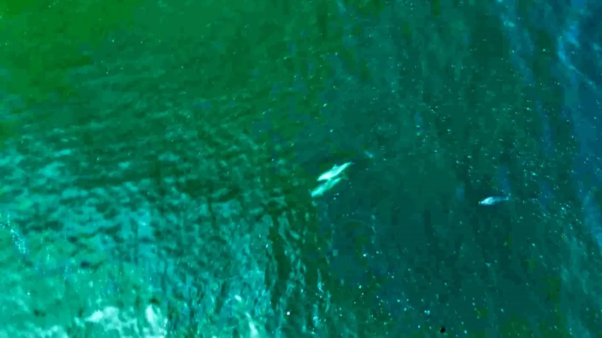 İstanbul\'da Sevimli Yunuslar