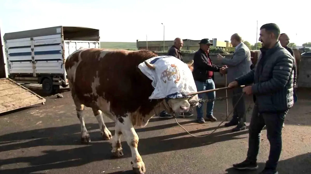 Kars\'ta \'Rıfkı\' Boğa 300 Bin TL\'ye Satıldı