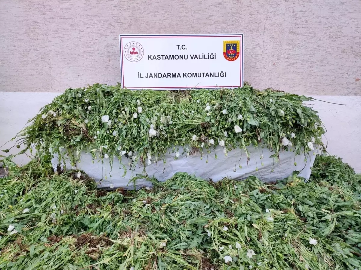 Kastamonu\'da 120 Bin Haşhaş Bitkisi Ele Geçirildi