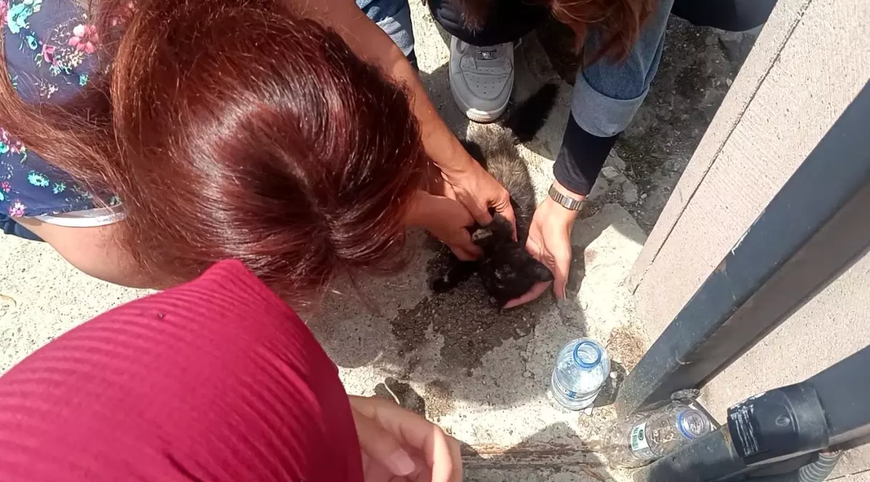 Öğrenciler Yavru Kediyi Hayata Döndürdü