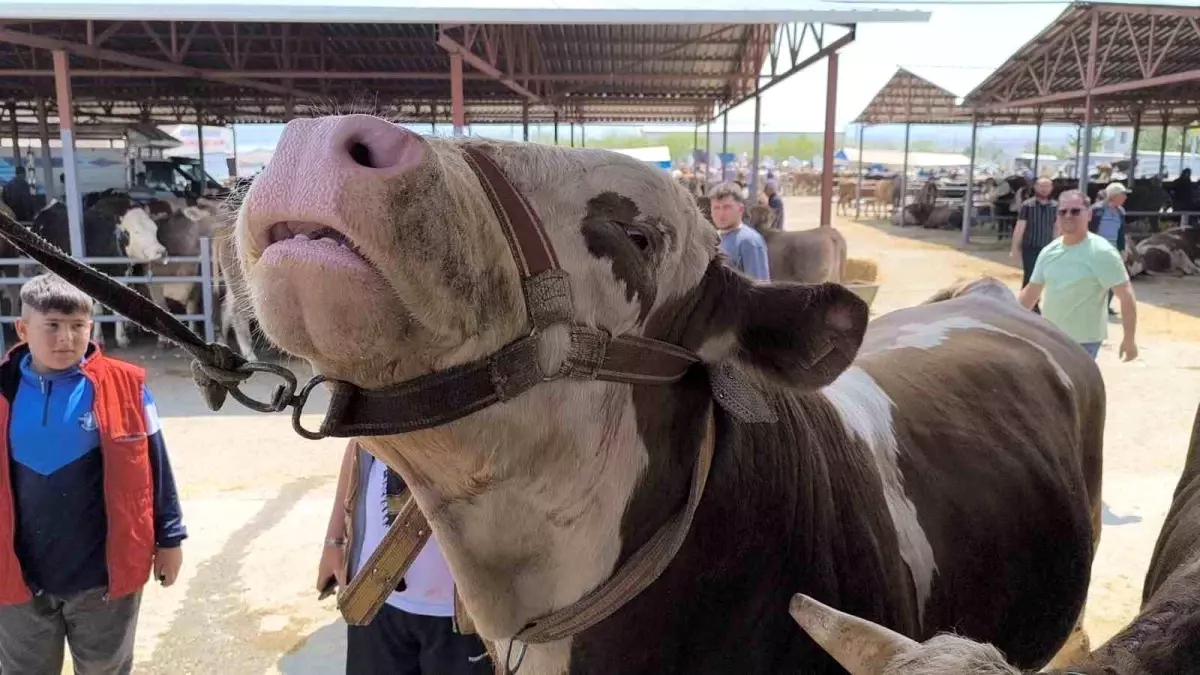 Kırşehir\'de 1 Tonluk İnek 240 Bin TL\'ye Satıldı