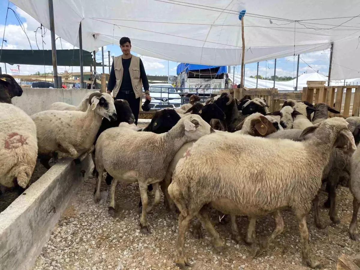 Kurban Pazarı Yoğunluğu Bekleniyor