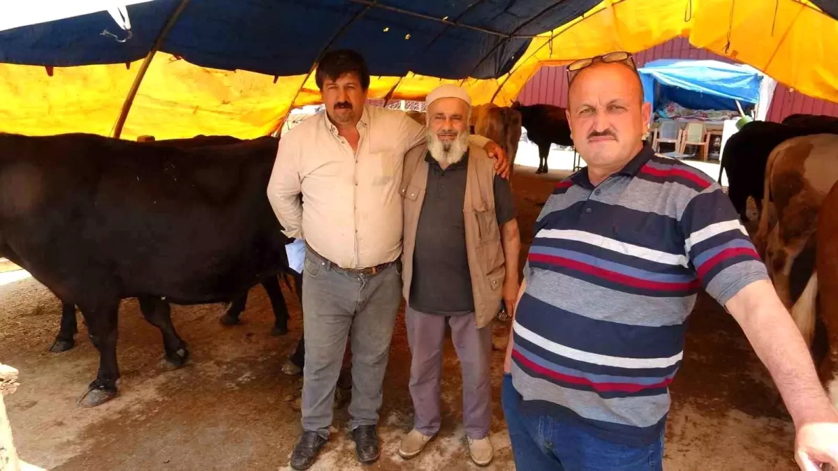 Samsun\'da Kurbanlık Satışları İyi Geçti