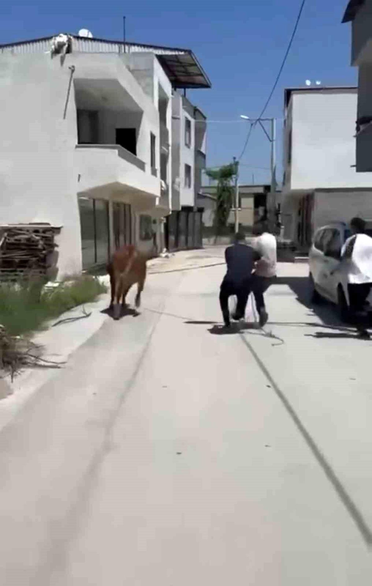 Bursa\'da Kurbanlık Dana Kaçtı