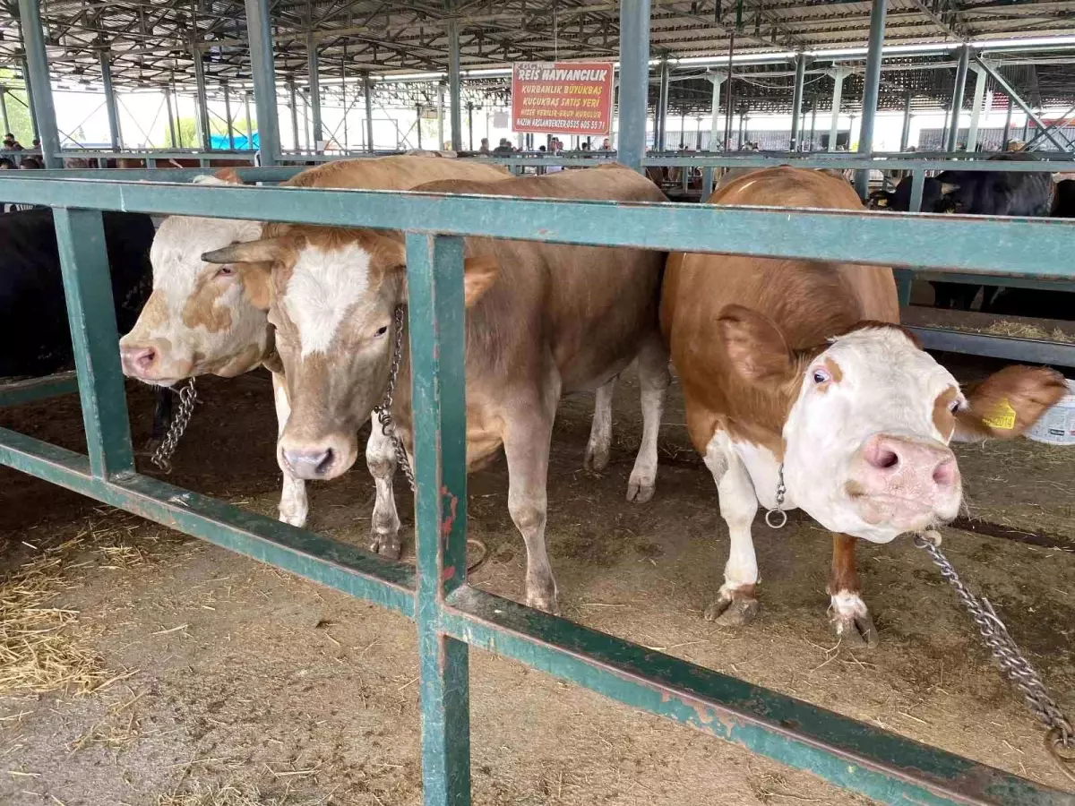 Eskişehir Kurban Pazarı\'nda 750 Kilo Ağırlığında 3 Düve İlgi Odağı Oldu