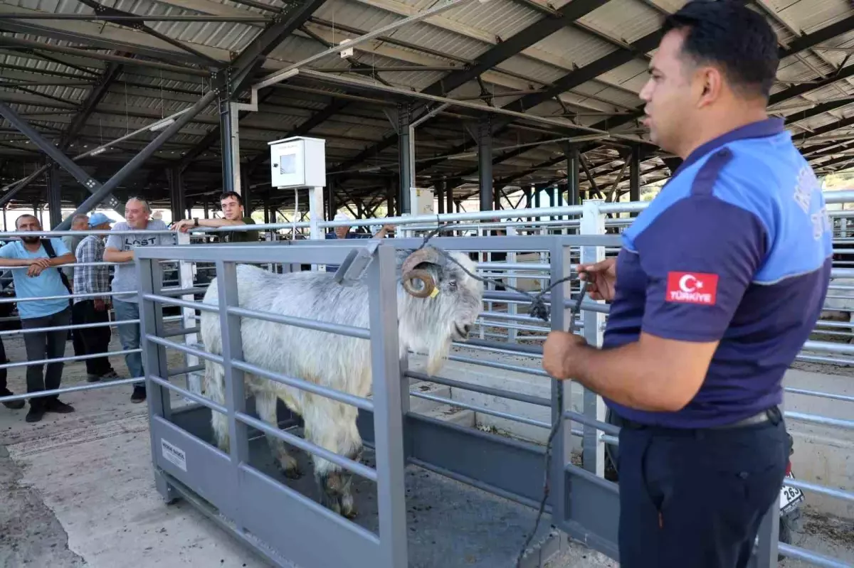 Adana\'da Kurban Bayramı Hareketliliği