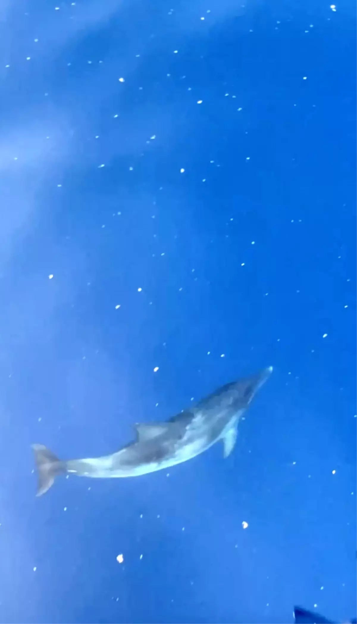 Alanya\'da Turistler Yunuslarla Eğleniyor