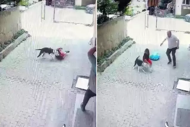 Sokakta oynayan çocuğa Pitbull saldırdı