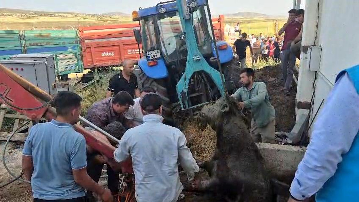 Elazığ\'da boğa foseptiğe düştü, vinçle kurtarıldı
