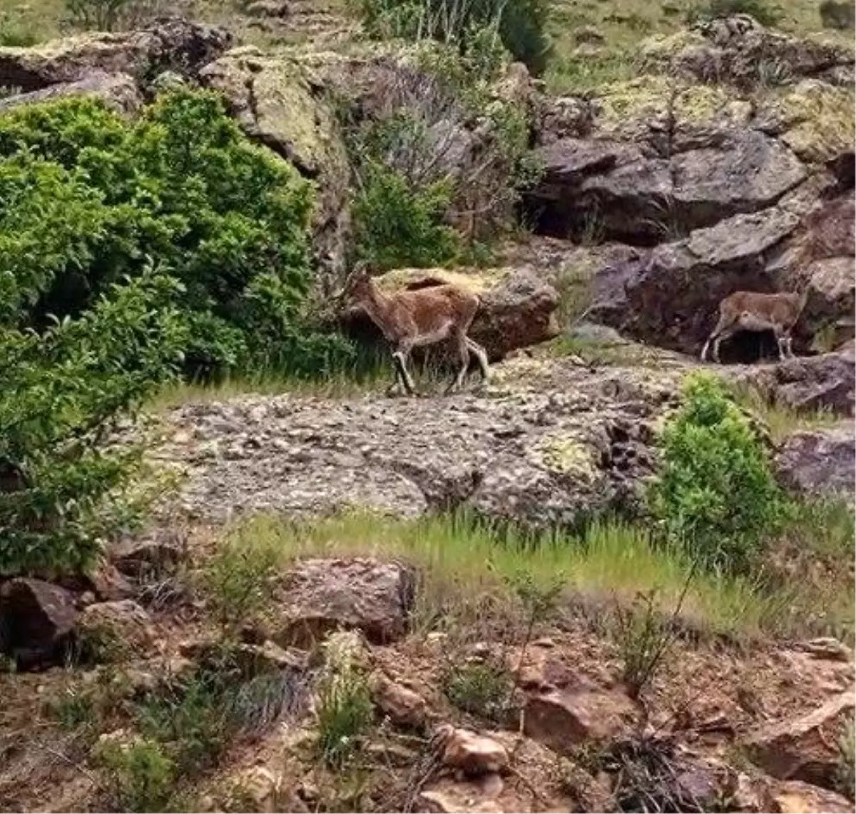 Bayburt\'ta Vatandaşın Keçilere İlgisi