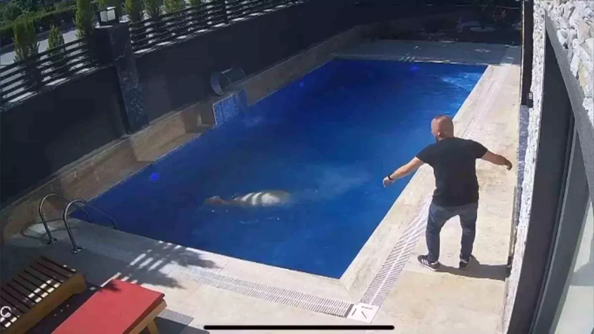 Firar Eden Koç Havuzda Yüzdü