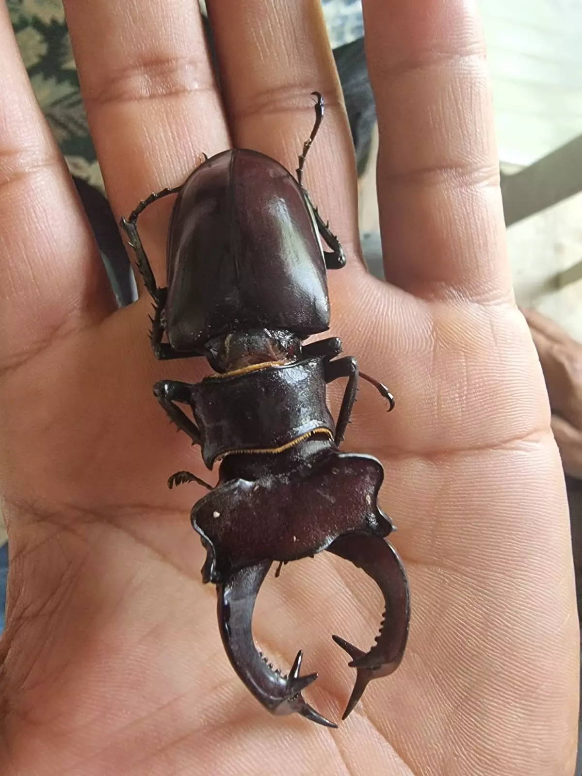 Bu böceği öldürmenin cezası 560 bin TL